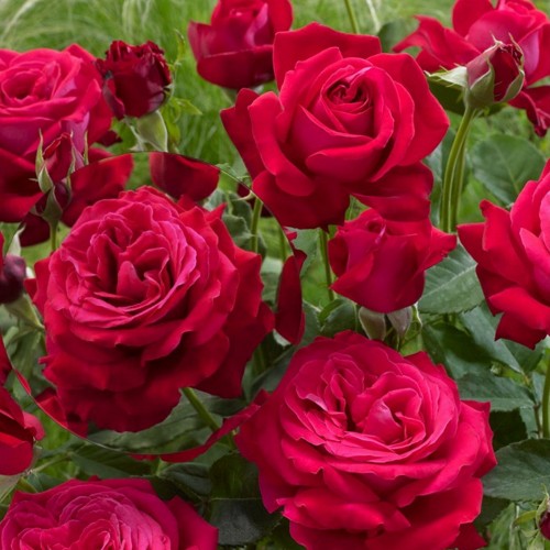 Rosa 'Dame de Coeur' - Roos 'Dame de Coeur' C4/4L 